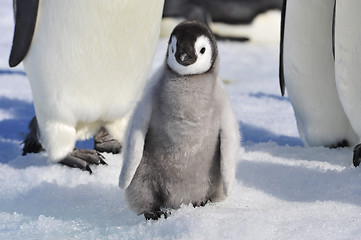 Image showing Emperor Penguin chicks in Antarctica