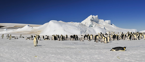 Image showing Emperor Penguins on the ice