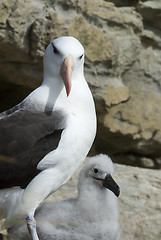 Image showing Black browed albatross Saunders Island