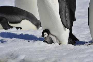 Image showing Emperor Penguin with chick