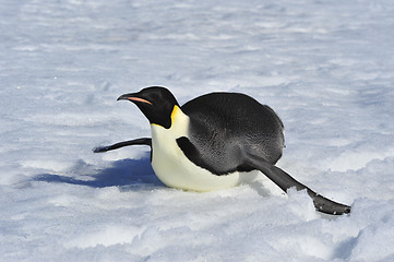 Image showing Emperor Penguin on the snow