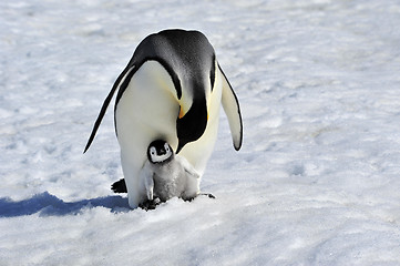 Image showing Emperor Penguin with chick