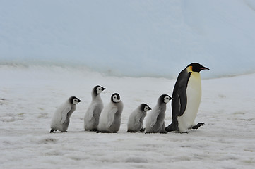 Image showing Emperor Penguins with chicks