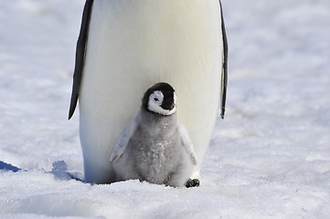 Image showing Emperor Penguin with chick