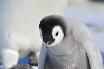 Image showing Emperor Penguin chicks in Antarctica