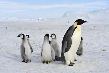 Image showing Emperor Penguins with chicks