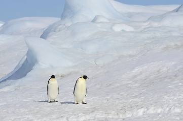 Image showing Emperor Penguins on the ice