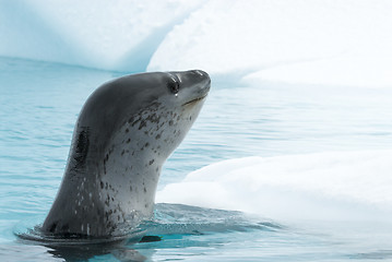 Image showing Leopard Seal on Ice Floe