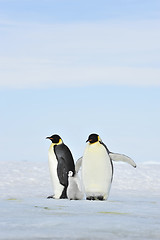 Image showing Emperor Penguins on the ice