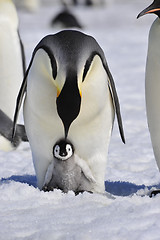 Image showing Emperor Penguins with chick