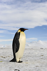 Image showing Emperor Penguin on the snow