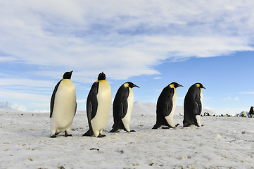 Image showing Emperor Penguins on the snow