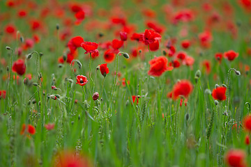 Image showing Many poppies in a field a cloudy sommer day