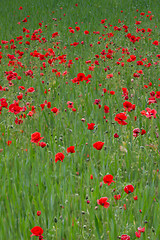 Image showing Many poppies in a field a cloudy sommer day