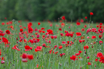 Image showing Many poppies in a field a cloudy sommer day