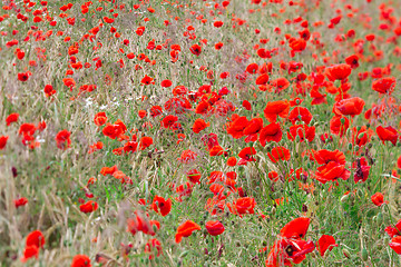 Image showing Many poppies in a field a cloudy sommer day