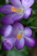 Image showing Close up of violet crocus flowers in a field