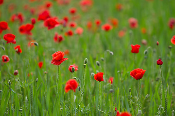 Image showing Many poppies in a field a cloudy sommer day