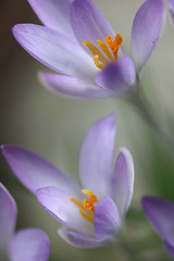 Image showing Close up of violet crocus flowers in a field