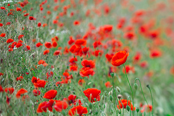 Image showing Many poppies in a field a cloudy sommer day