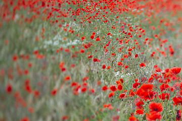 Image showing Many poppies in a field a cloudy sommer day