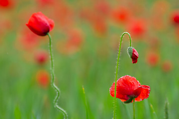 Image showing Many poppies in a field a cloudy sommer day