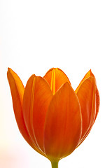 Image showing Orange and red tulip flowers closeup