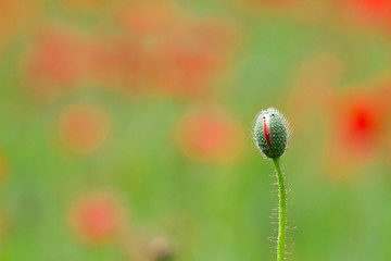 Image showing Many poppies in a field a cloudy sommer day