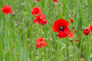 Image showing Many poppies in a field a cloudy sommer day