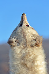 Image showing Fox Fur Scarf