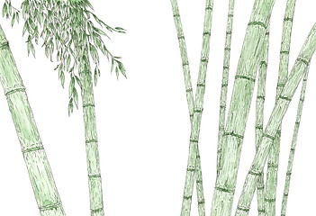 Image showing Bamboo stems and foliage over white background