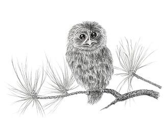 Image showing Young Tawny owl (Strix aluco) on a coniferous tree branch