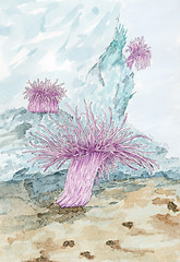 Image showing Painting of a Sea anemones polyps