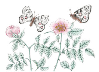 Image showing Garden rose plants and mountain Apollo (Parnassius apollo) butte