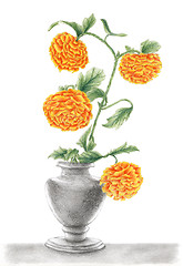 Image showing Drawing of a Chrysanthemums in a vase