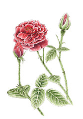 Image showing Drawing of a garden rose over white background