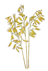 Image showing Ears of Common oat (Avena sativa) botanical drawing