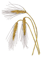 Image showing Ears of Barley (Hordeum vulgare) botanical drawing