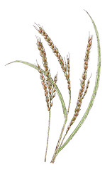 Image showing Ears of Asian rice (Oryza sativa) botanical drawing