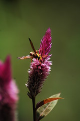 Image showing a busy hornet