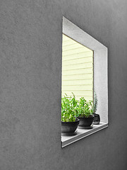 Image showing Potted herbs on a window sill