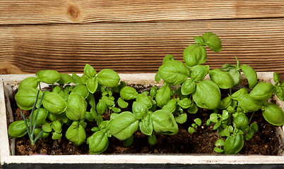 Image showing Fresh Green Basil 