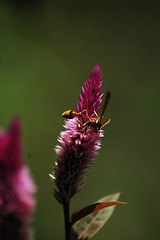 Image showing a busy hornet