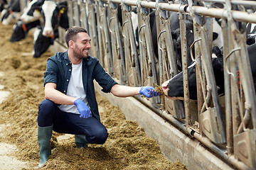 Image showing man feeding cows with hay in cowshed on dairy farm