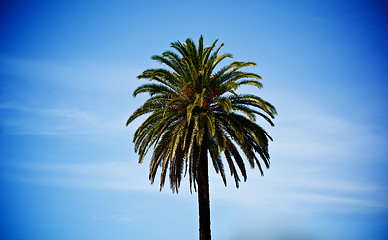 Image showing Single Palm Tree