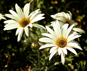 Image showing African Daisy Flowers