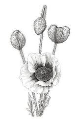 Image showing Drawing of a Poppy (Papaver) over white background