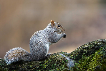 Image showing Squirrel eating