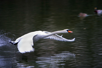 Image showing Flying Swan