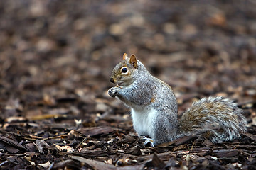 Image showing Squirrel eating